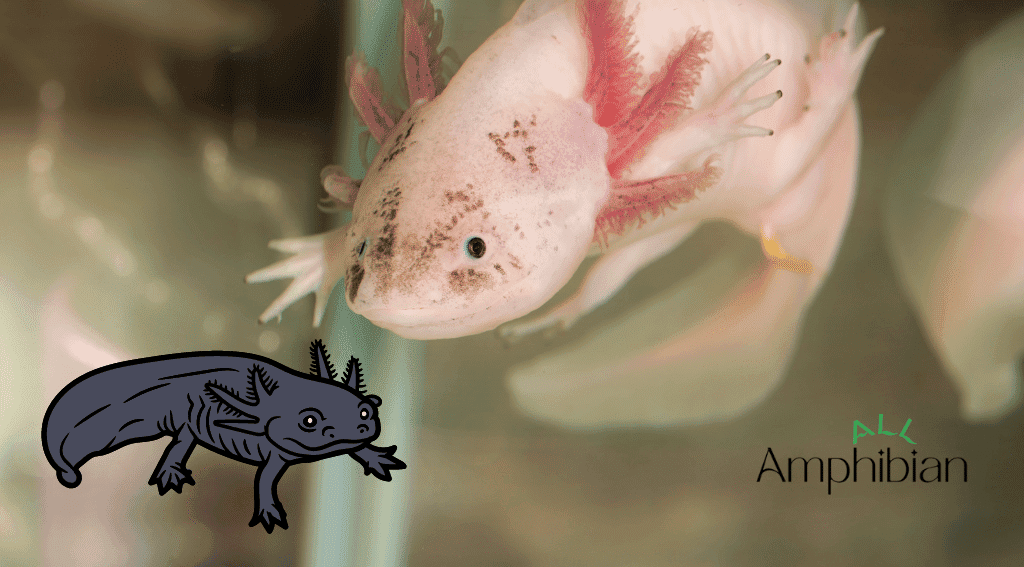 Are axolotls amphibians?