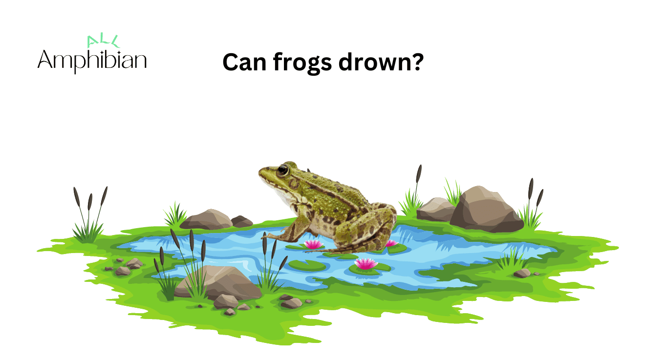 Can frogs drown