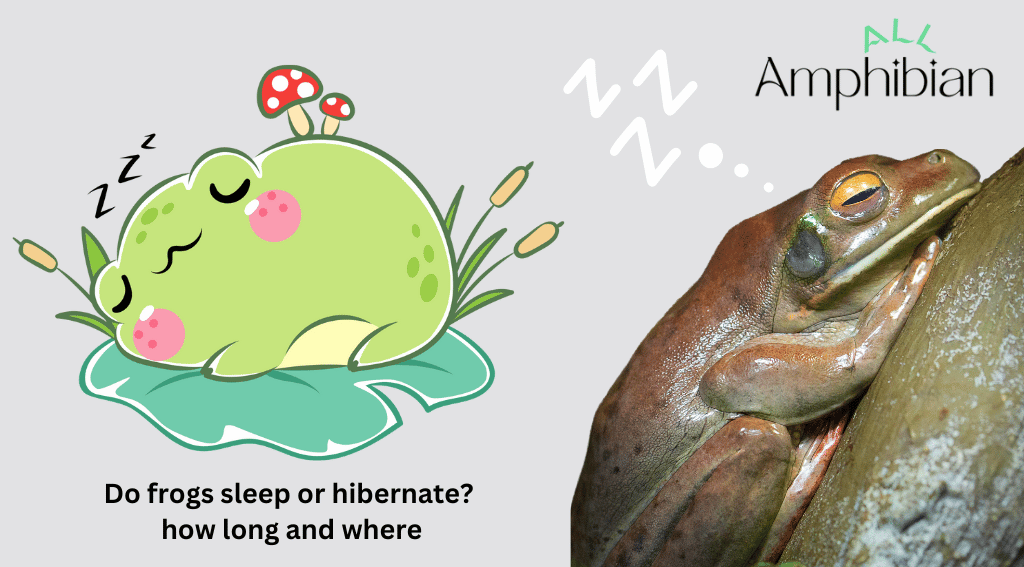 do frogs sleep or hibernate, how long and where