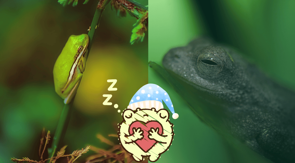 do frogs sleep