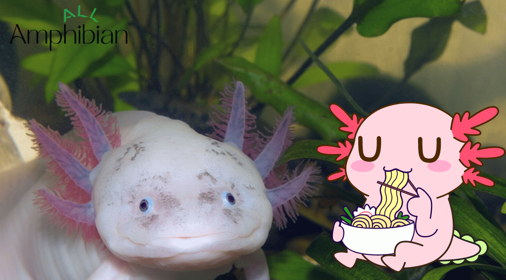 How Long Can an Axolotl Go Without Eating