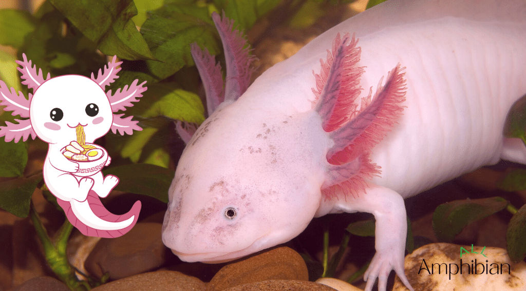 how long Can an Axolotl Go Without Food in an Aquarium