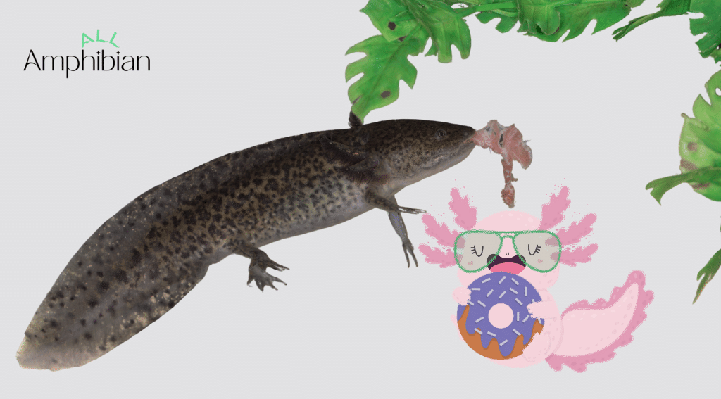 How long can an axolotl go without food?