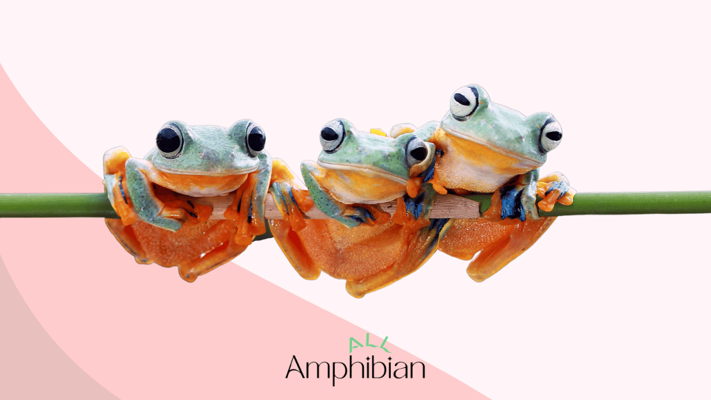 What Are the Different Types of Amphibians