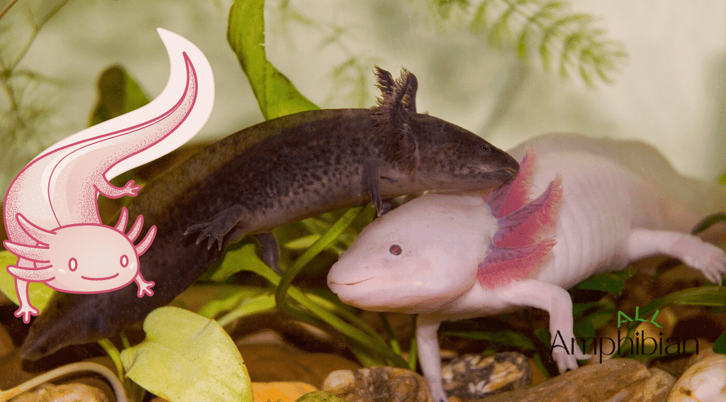 What Does an Axolotl Look Like