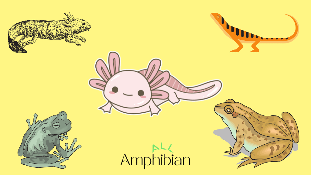 how many amphibian species are there