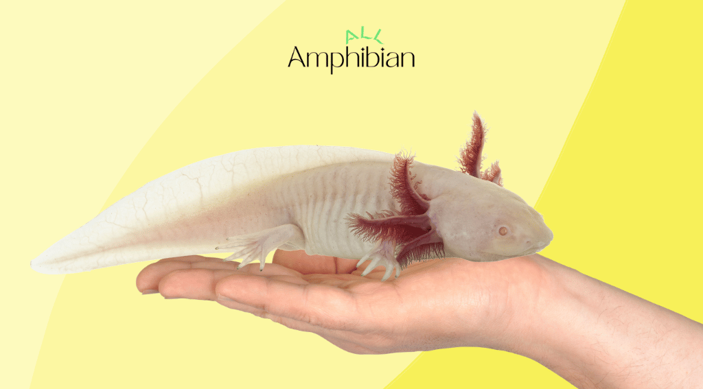 Can you hold an axolotl in hand