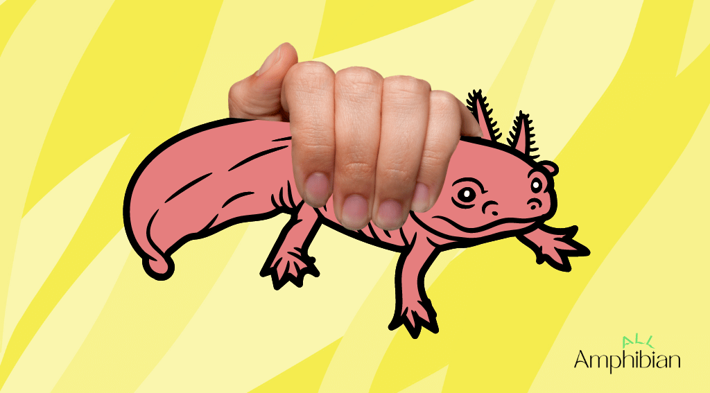 can you hold an axolotl?