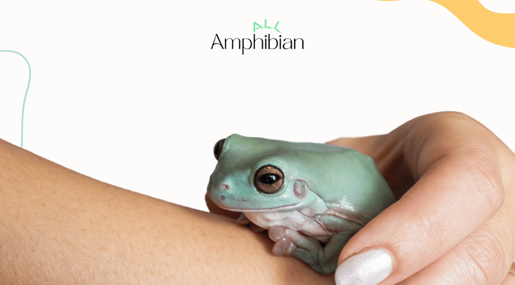 frogs as pets and the responsibilities