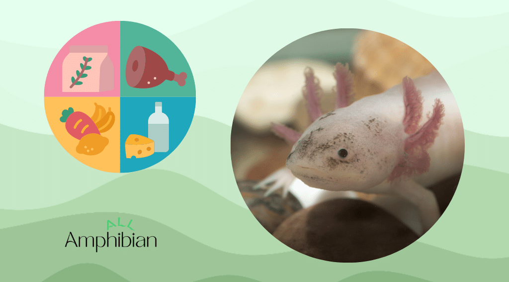 what do axolotls eat in captivity