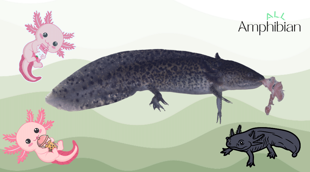 what do axolotls eat in the wild