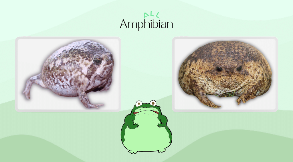 What do common rain frogs look like