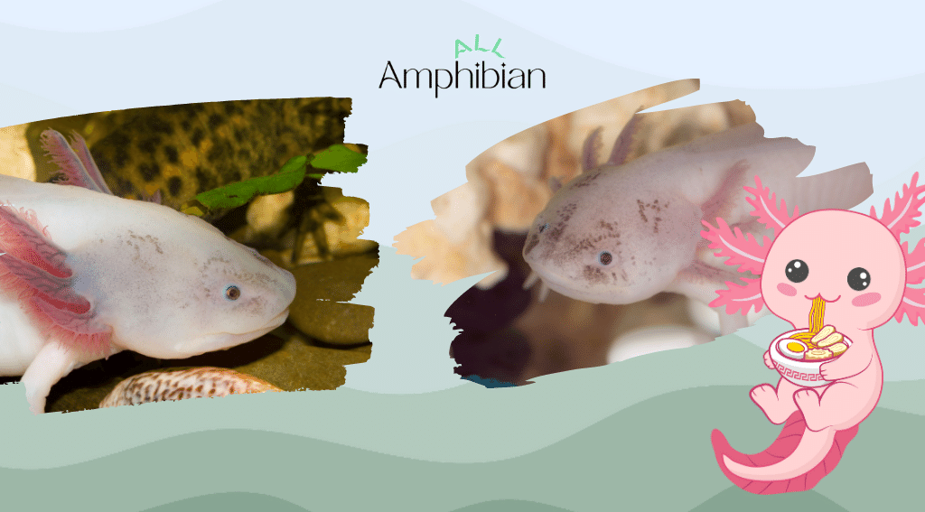 what should I feed my axolotl