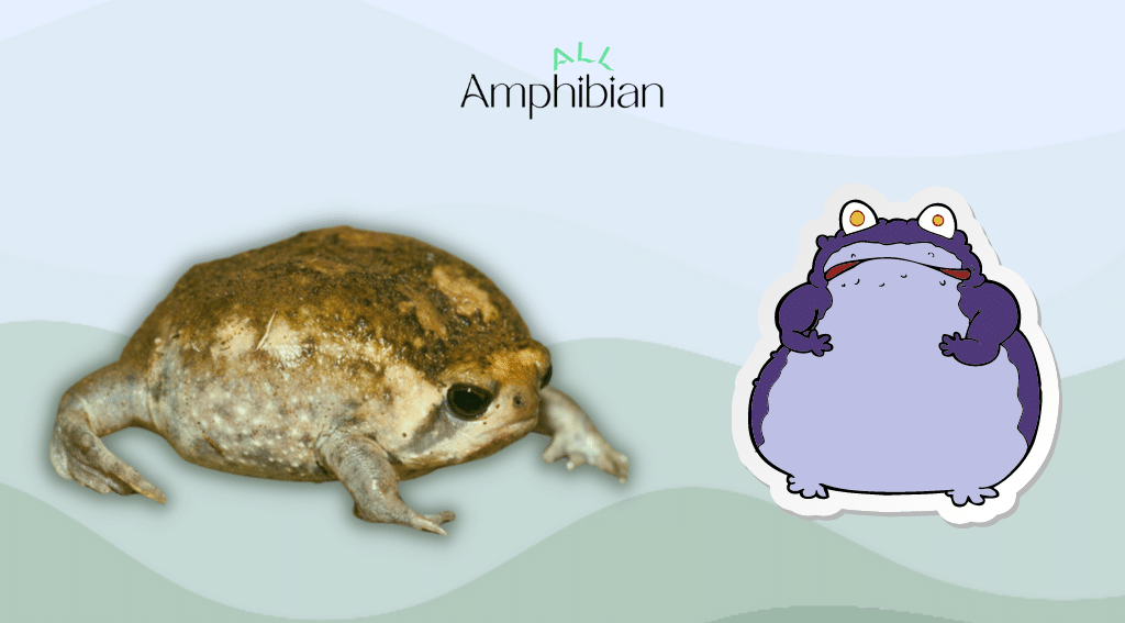 where do common rain frogs live