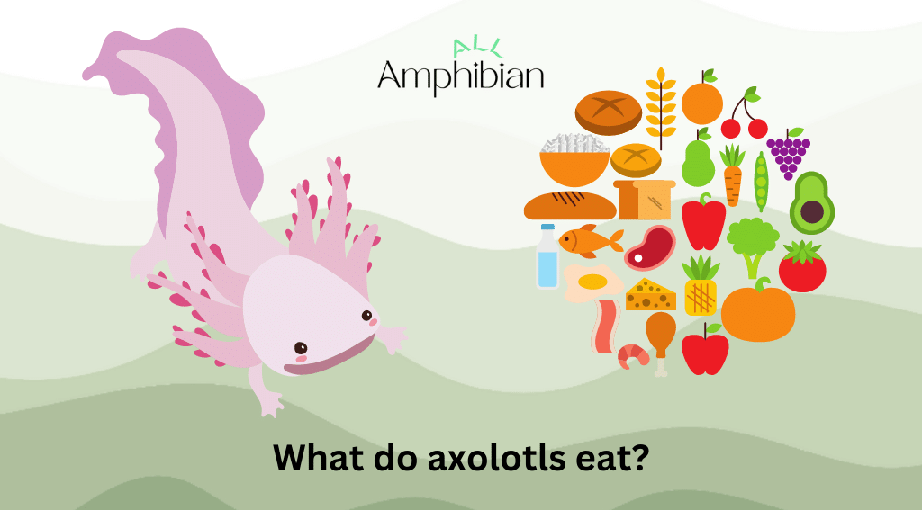 What do axolotls eat?