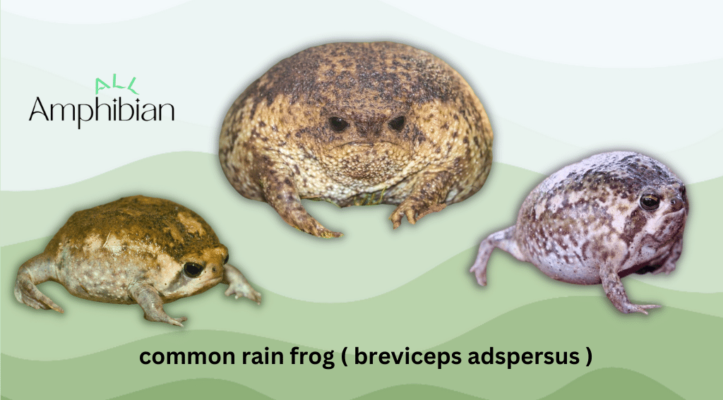 common rain frog