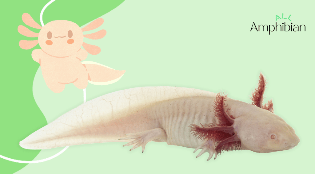 axolotls are amphibians