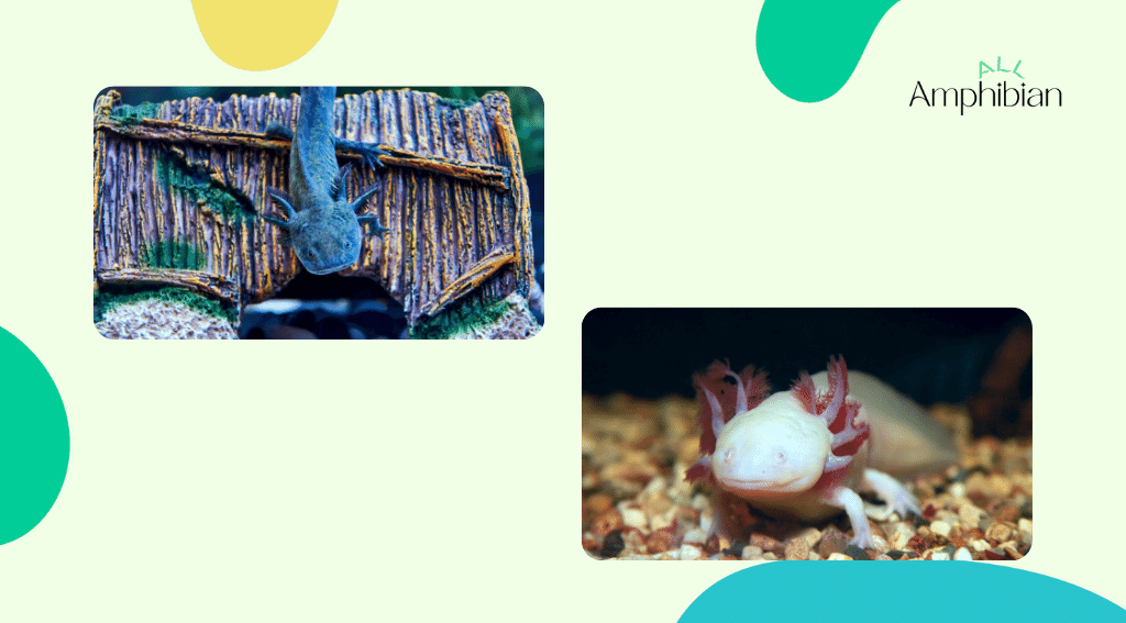 Can axolotls live on land?
