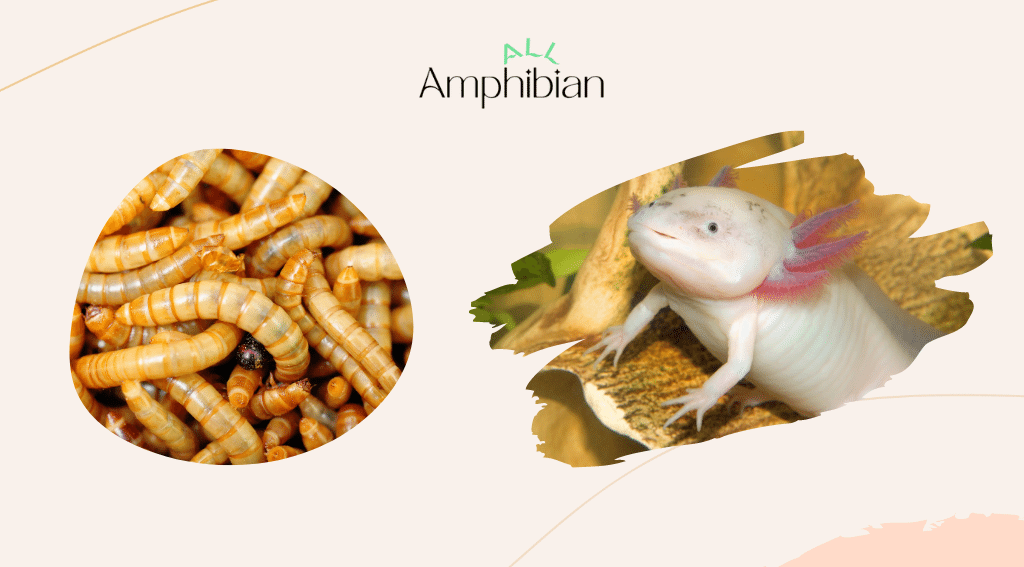 can axolotl eat mealworms