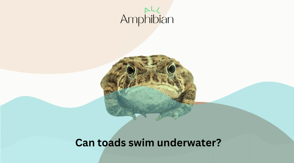 can toads swim underwater?