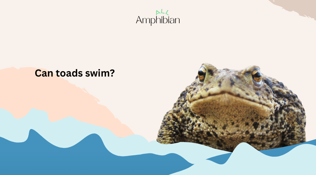 Can toads swim?