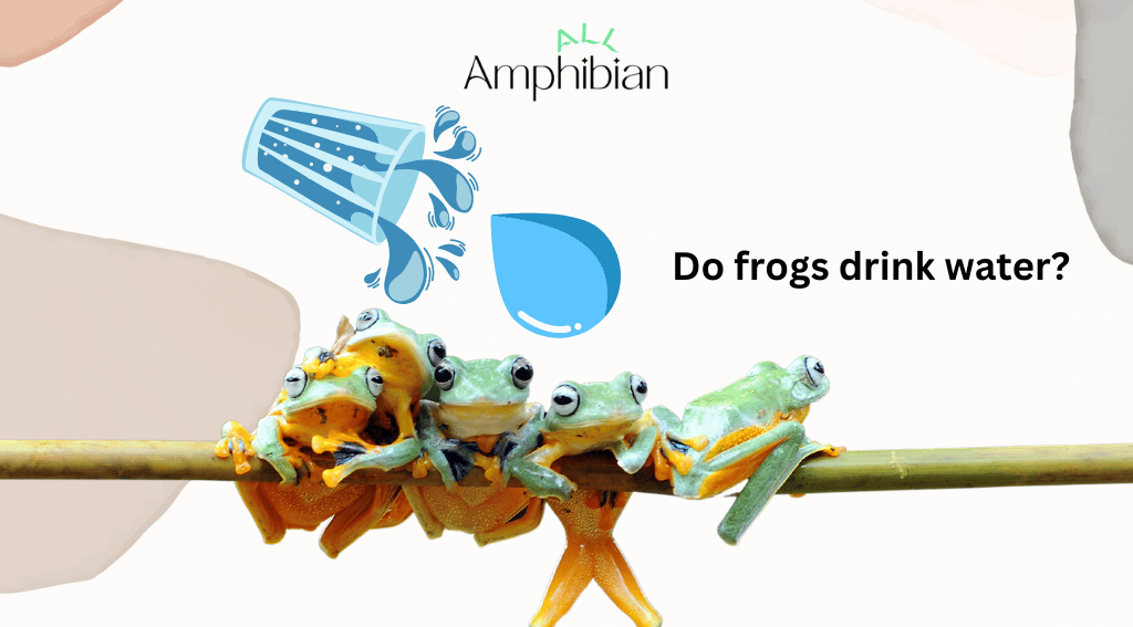 do frogs drink water?