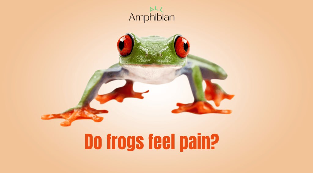 Do frogs feel pain?