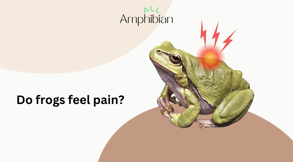 do frogs feel pain