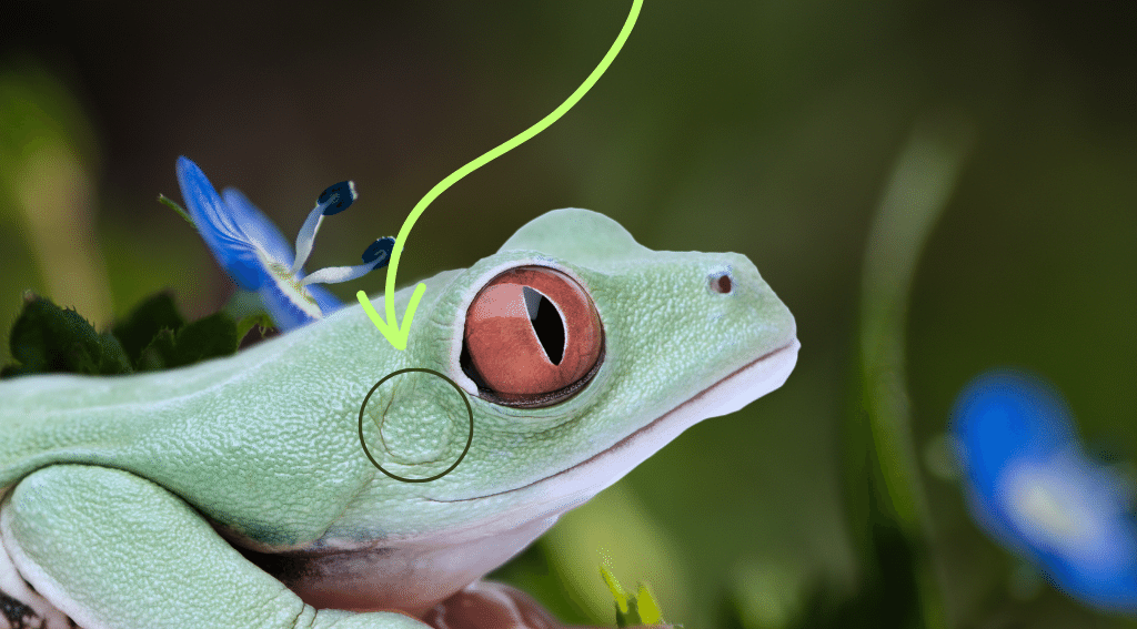 do frogs have ears