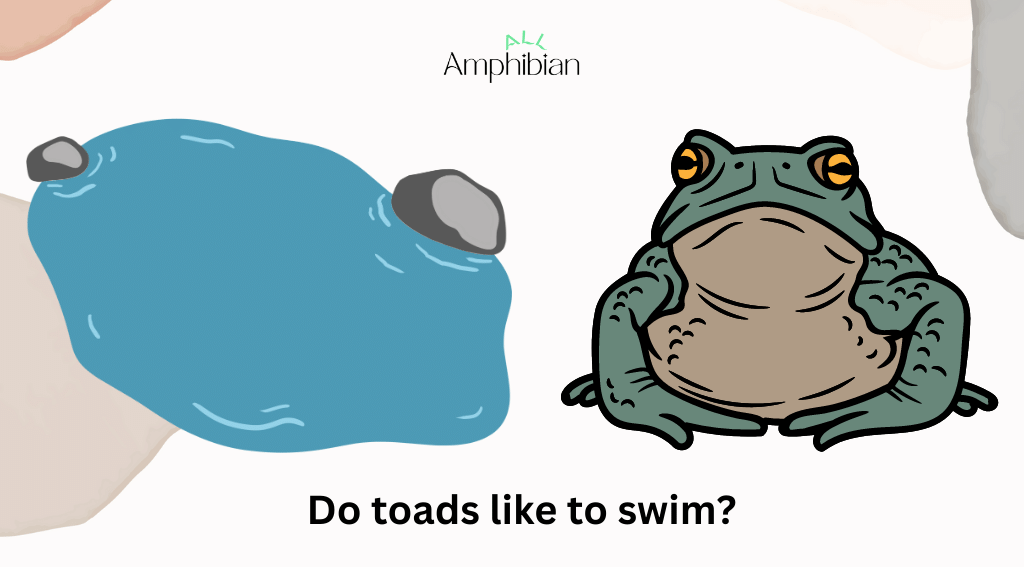 do toads like to swim?