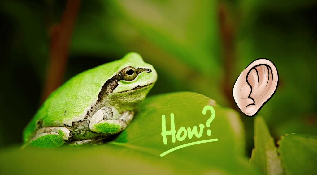 How do frogs hear?