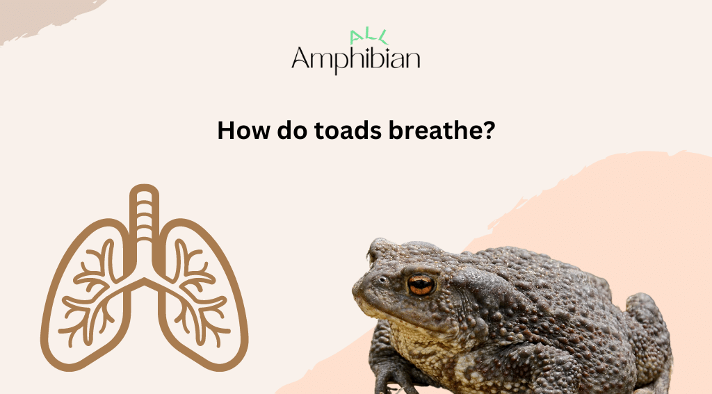 how do toads breathe?