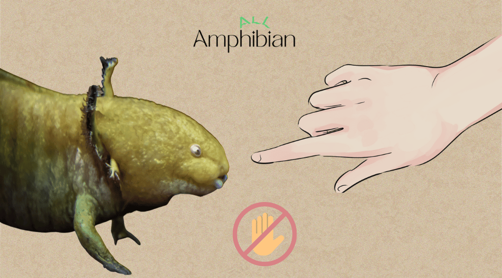 are axolotls safe to touch