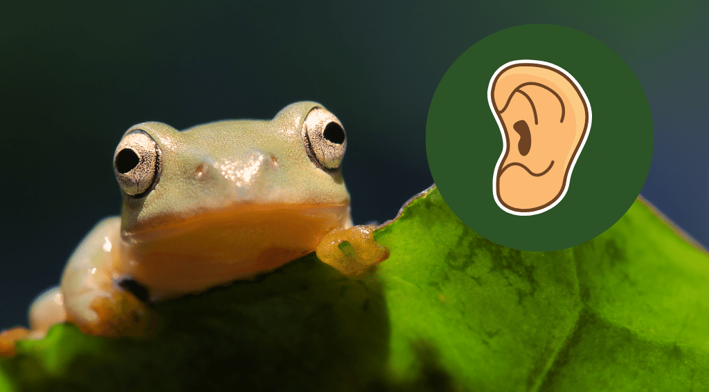 frog ears
