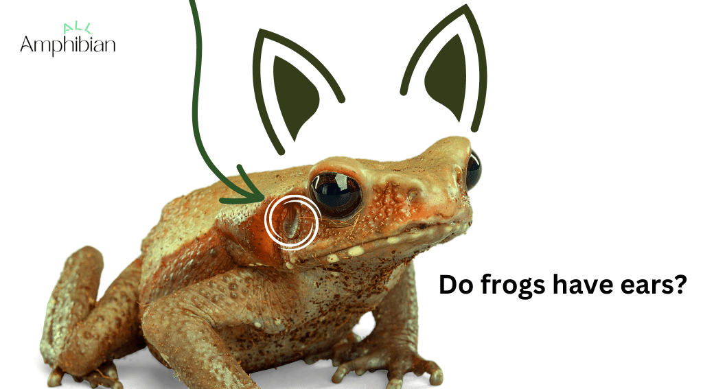 frogs ears