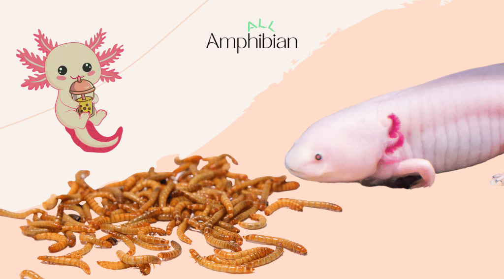 mealworms for axolotls