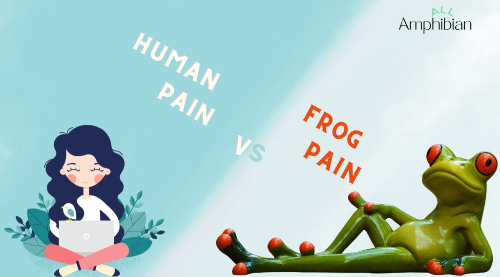 pain in amphibians
