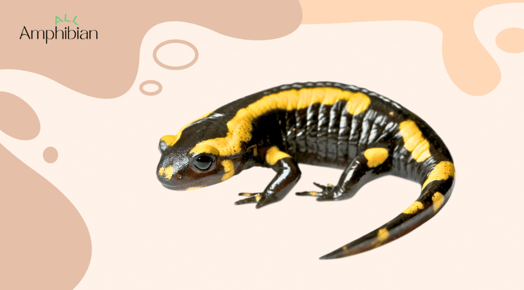 Advantages and disadvantages of being cold-blooded for salamanders
