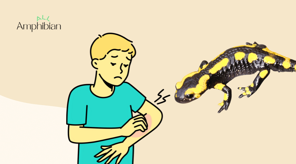 Are salamanders dangerous to humans?