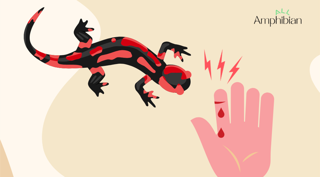 Can salamanders bite?