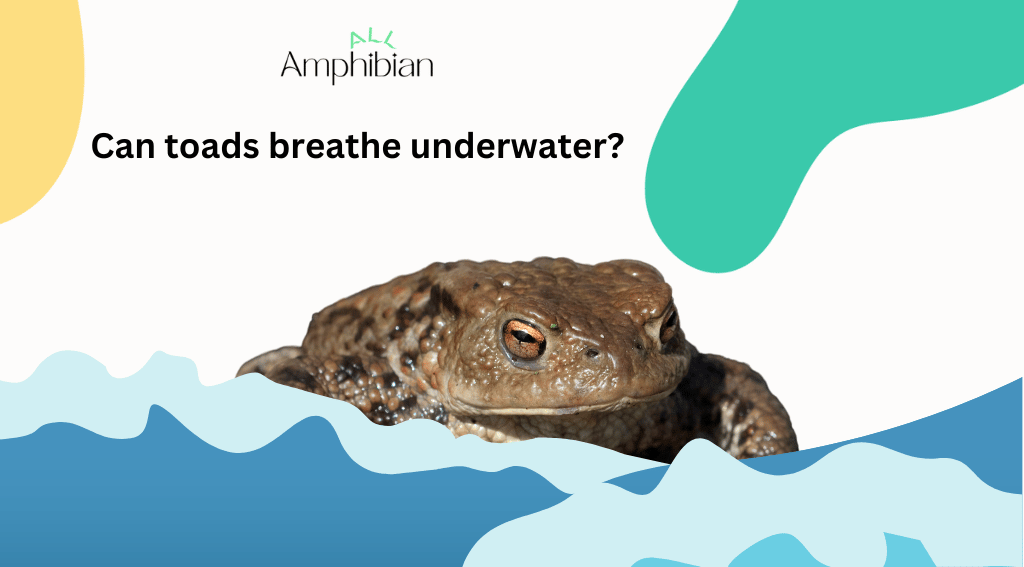 Can toads breathe underwater?