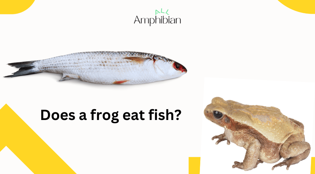 Does a frog eat fish?