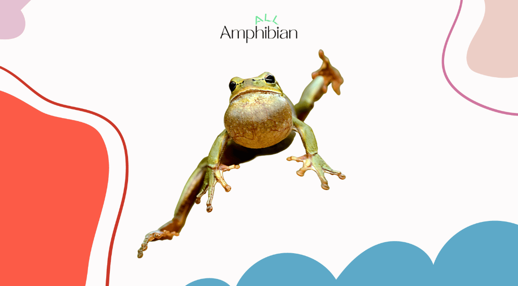 Frog jumping length