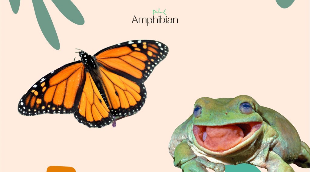 Frogs hunt and eat butterflies