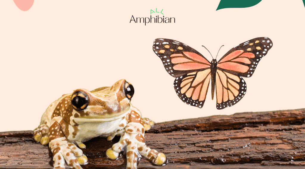 How do frogs eat butterflies?