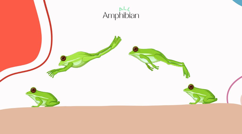 How far can frogs jump?
