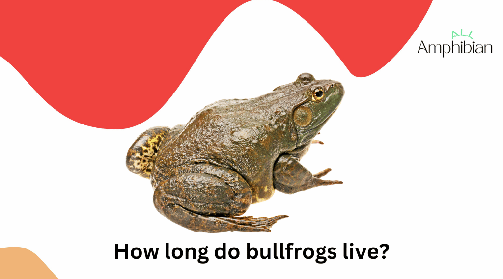 How long do bullfrogs live?