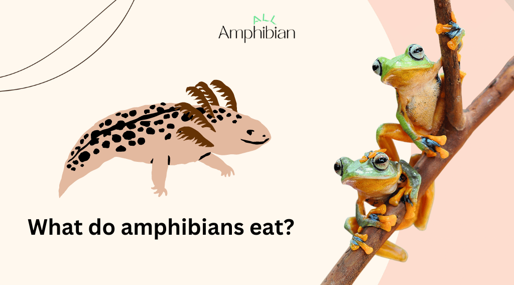 What do amphibians eat?