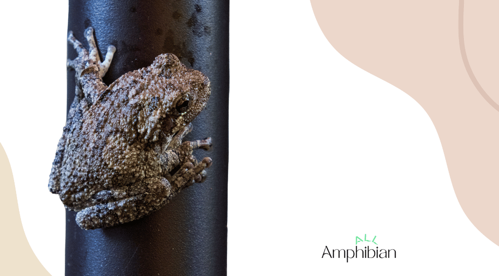 What do grey tree frogs eat in captivity?