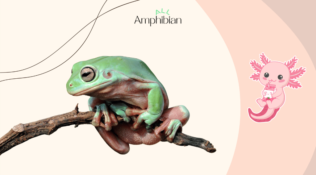 amphibians eating habits